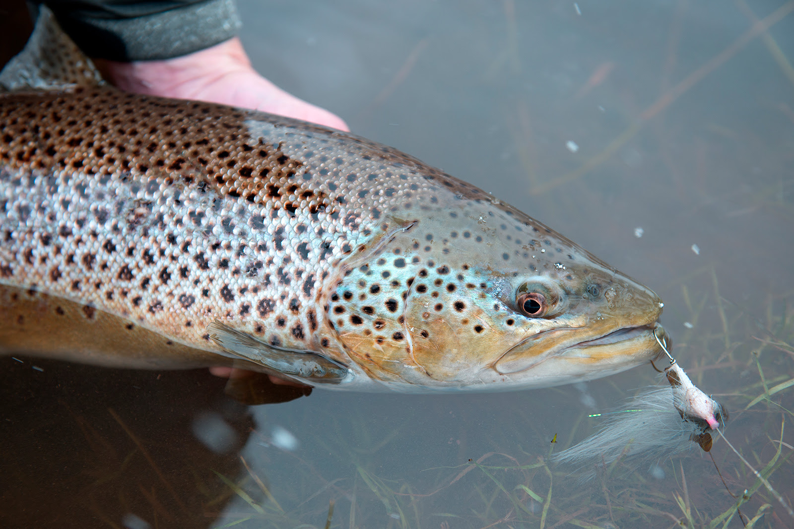 Brown Trout Derby Coalition to SAVE the Menominee River, Inc.